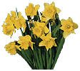 dafo01.gif (5377 bytes)